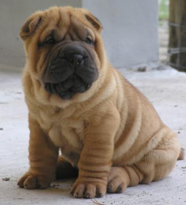 20070620023046-shar-pei.jpg